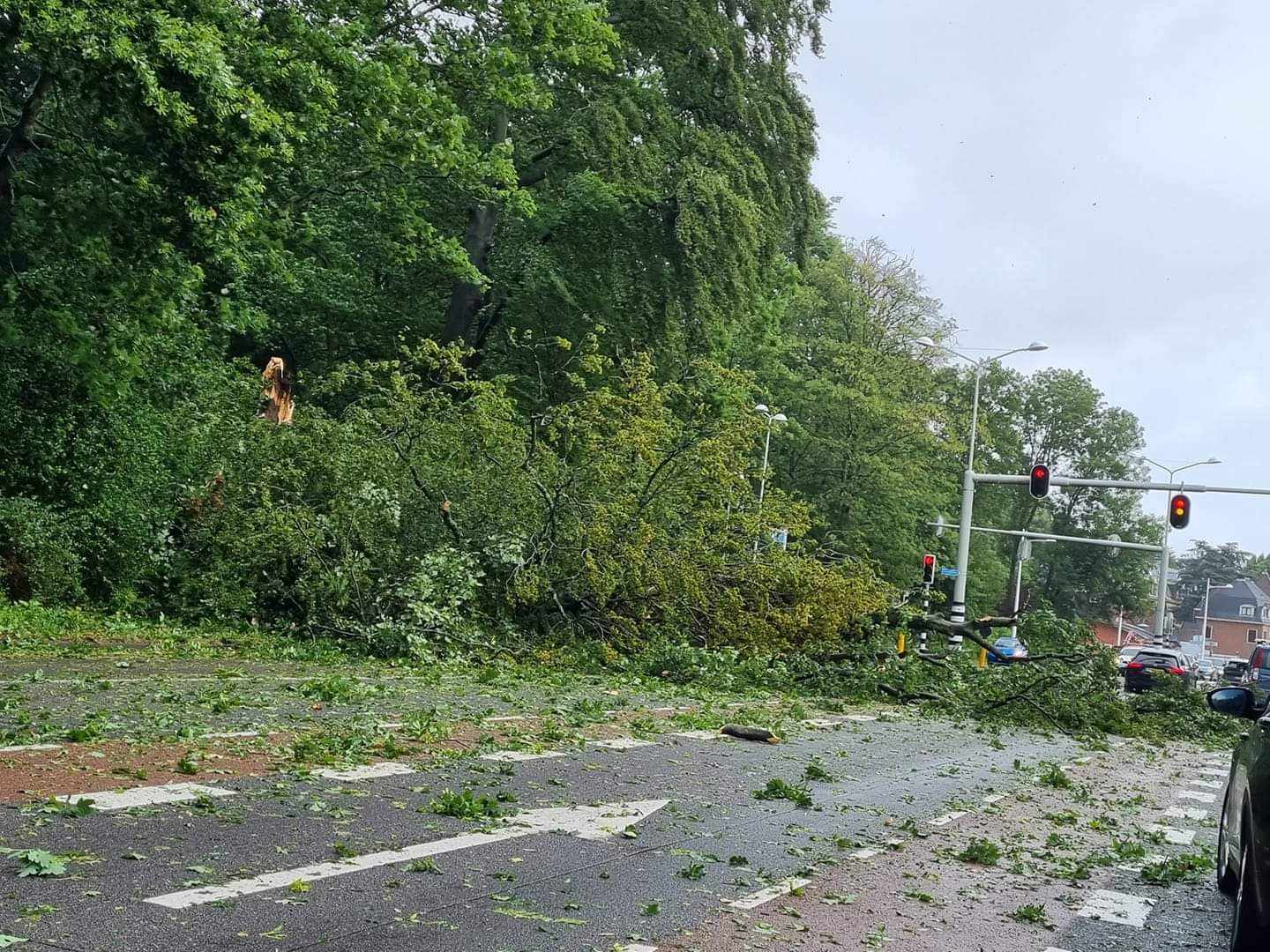 Veel omgewaaide bomen in Alkmaar en omgeving