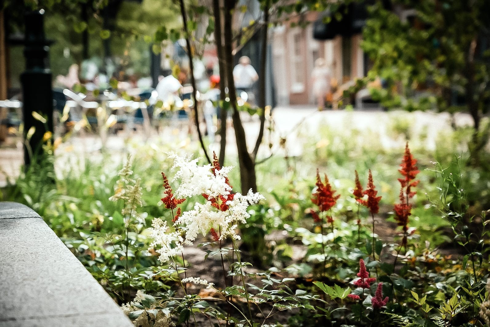 Veel nieuwe bomen geplant tijdens herinrichting de Laat in Alkmaar