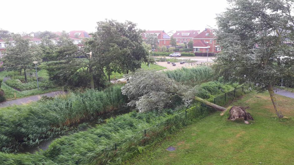 Veel omgewaaide bomen in Alkmaar en omgeving