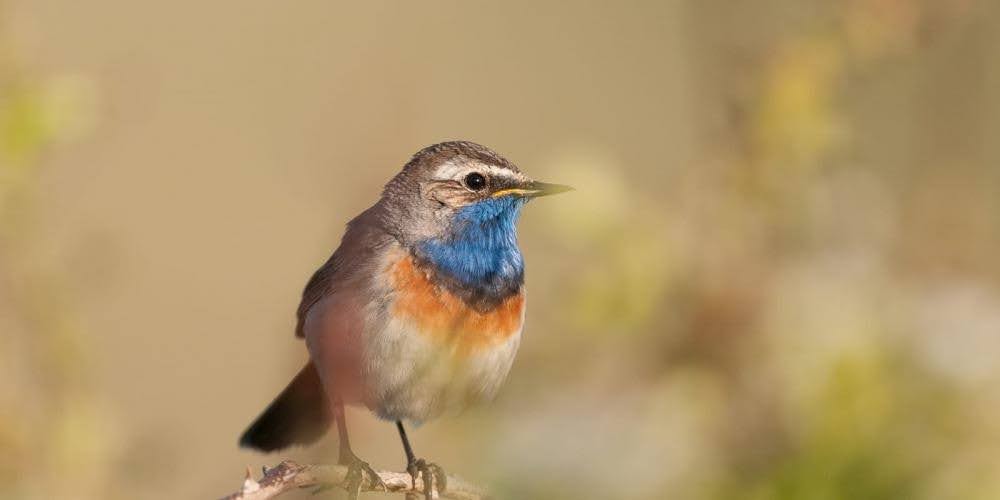 Vogelbescherming roept op: ‘Help de vogels op het strand’