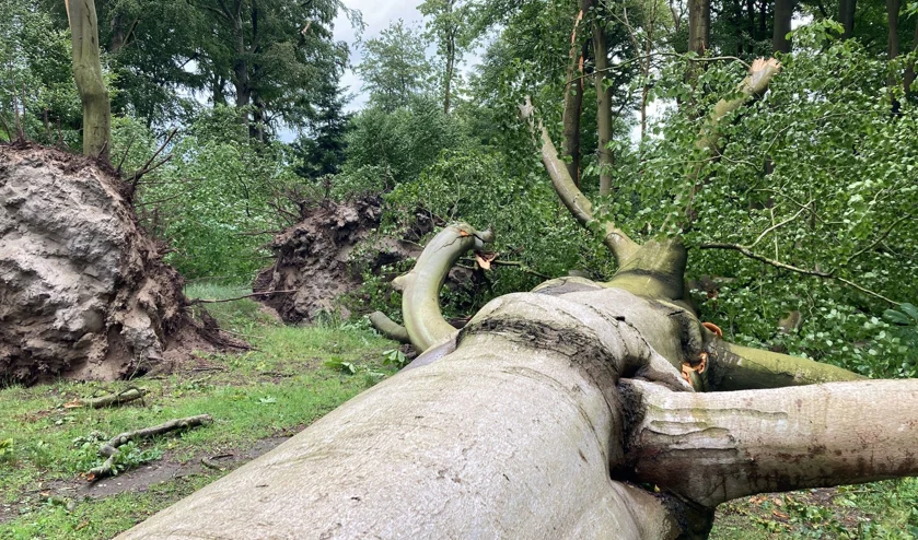 Wandelen door het bos nog te gevaarlijk