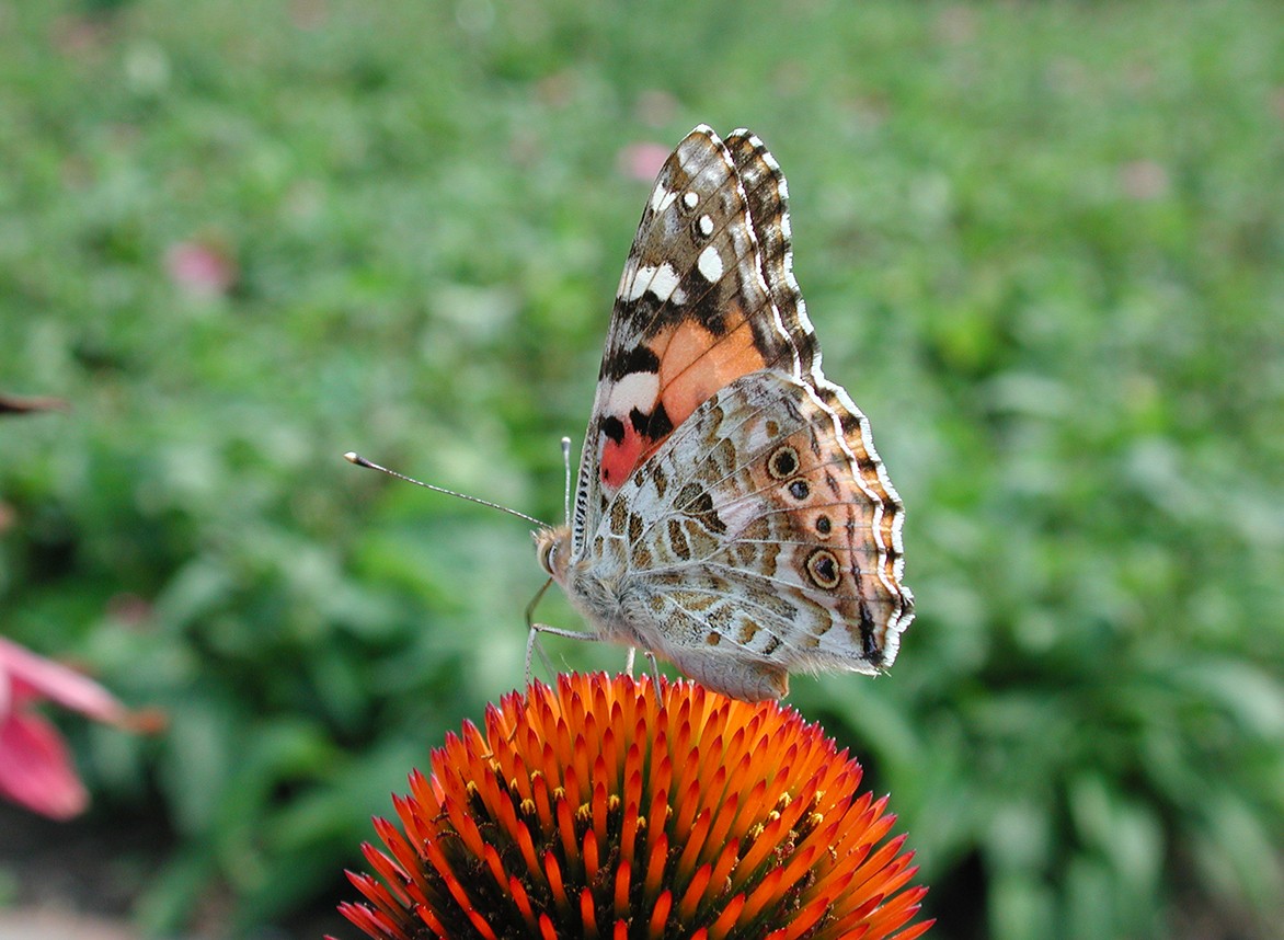 Beestjesdag bij Hortus Alkmaar