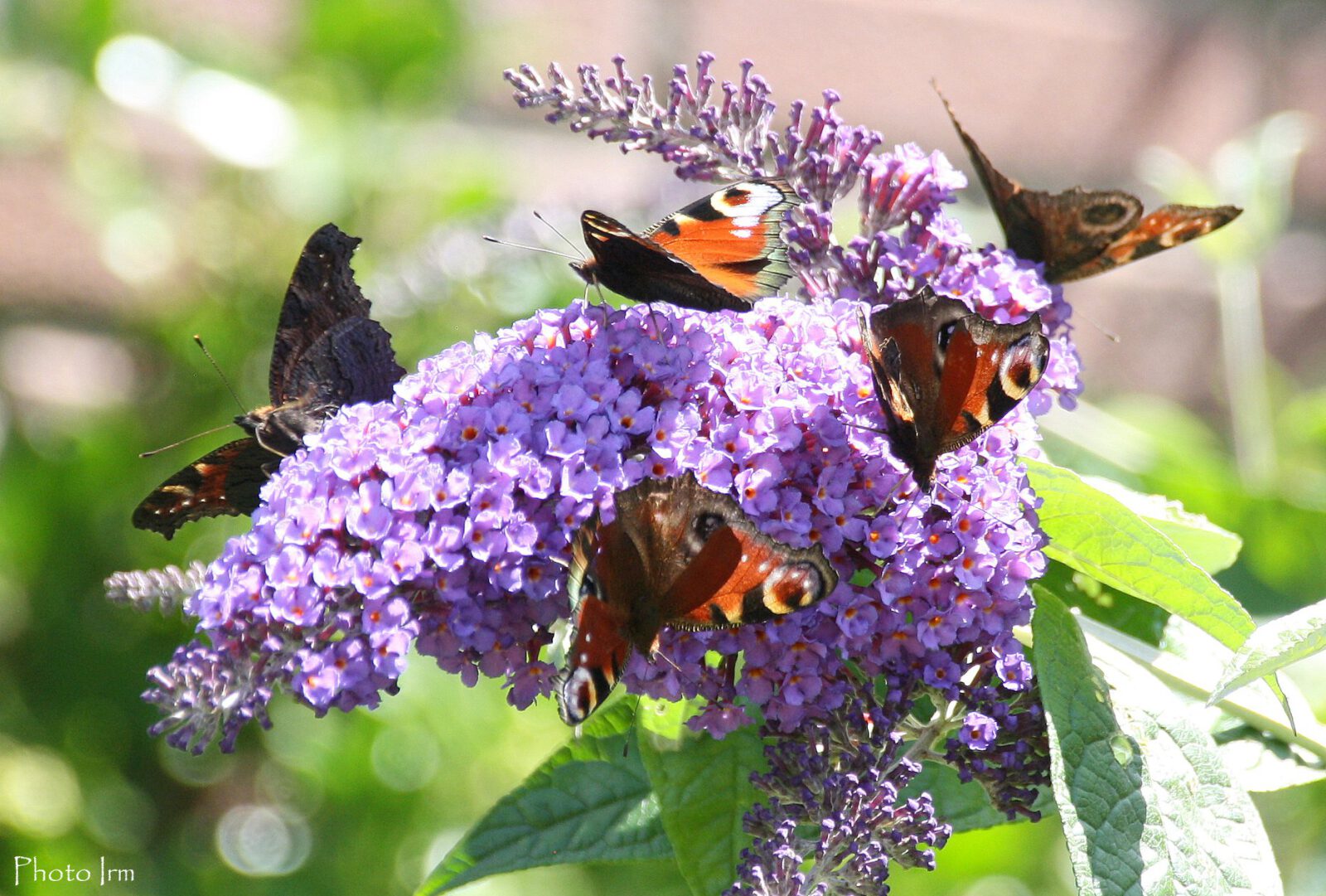 Dit weekend weer vlinders tellen! Vlinderstichting benieuwd naar telling na mager voorjaar