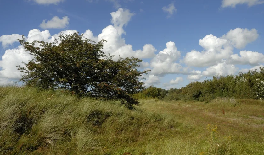 IVN-wandeling op de Westert en de Bleek in Egmond-Binnen