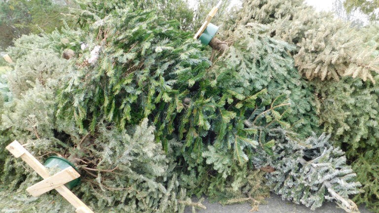 Inzameling kerstbomen in Alkmaar wordt gewoon weer wijkgericht ophalen