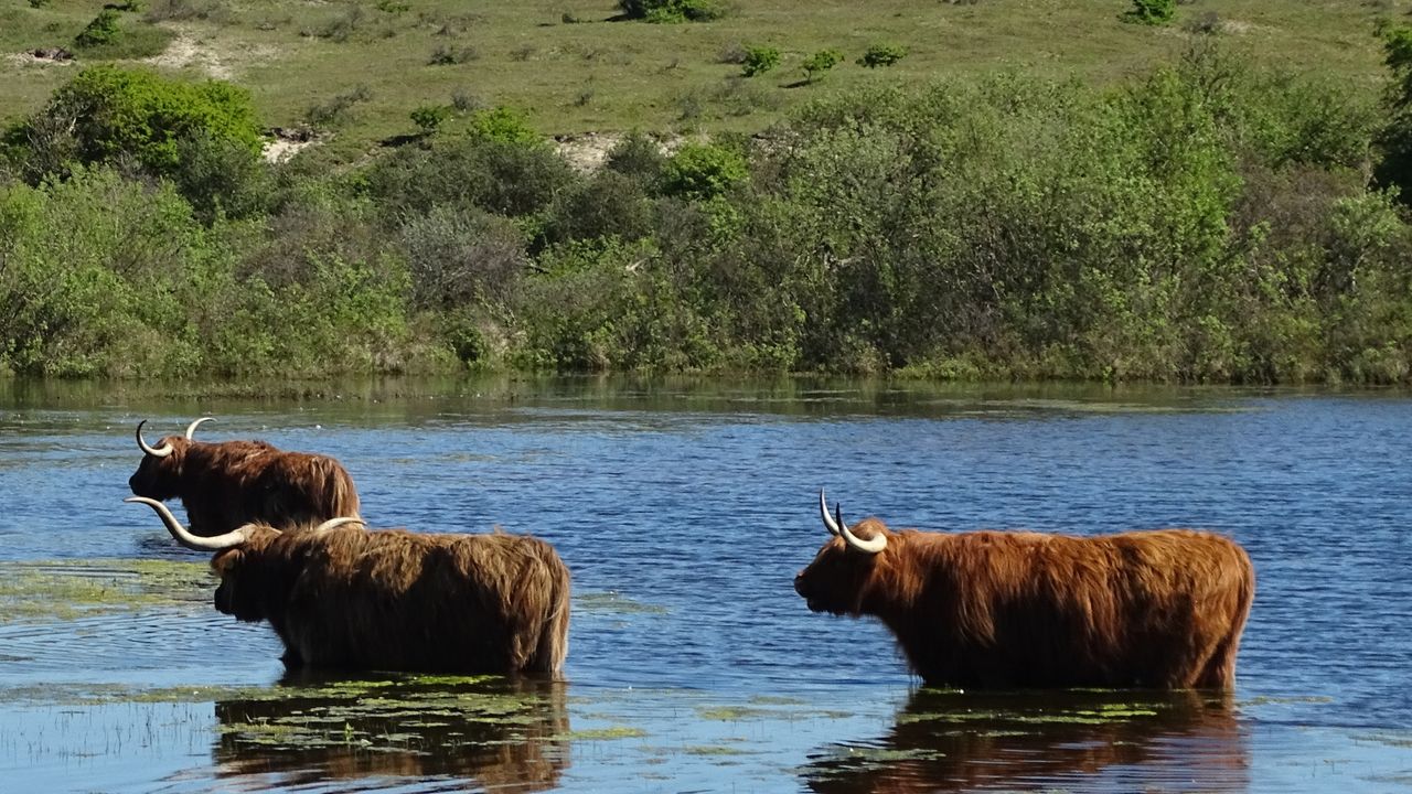 Op zoek naar grote grazers