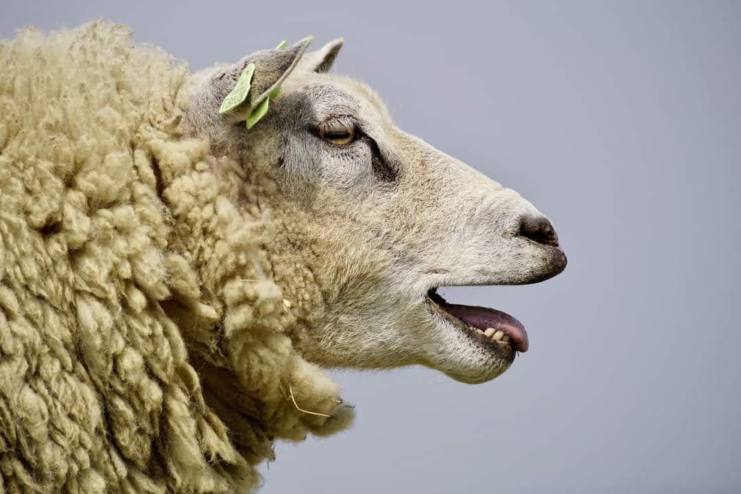 Diverse meldingen schapenziekte blauwtong in regio Alkmaar