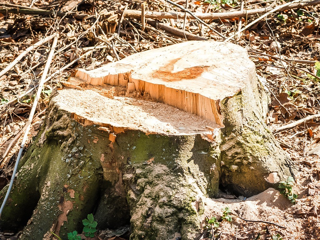 Herstel na de storm Poly: Boomstobben worden verwijderd in Alkmaar