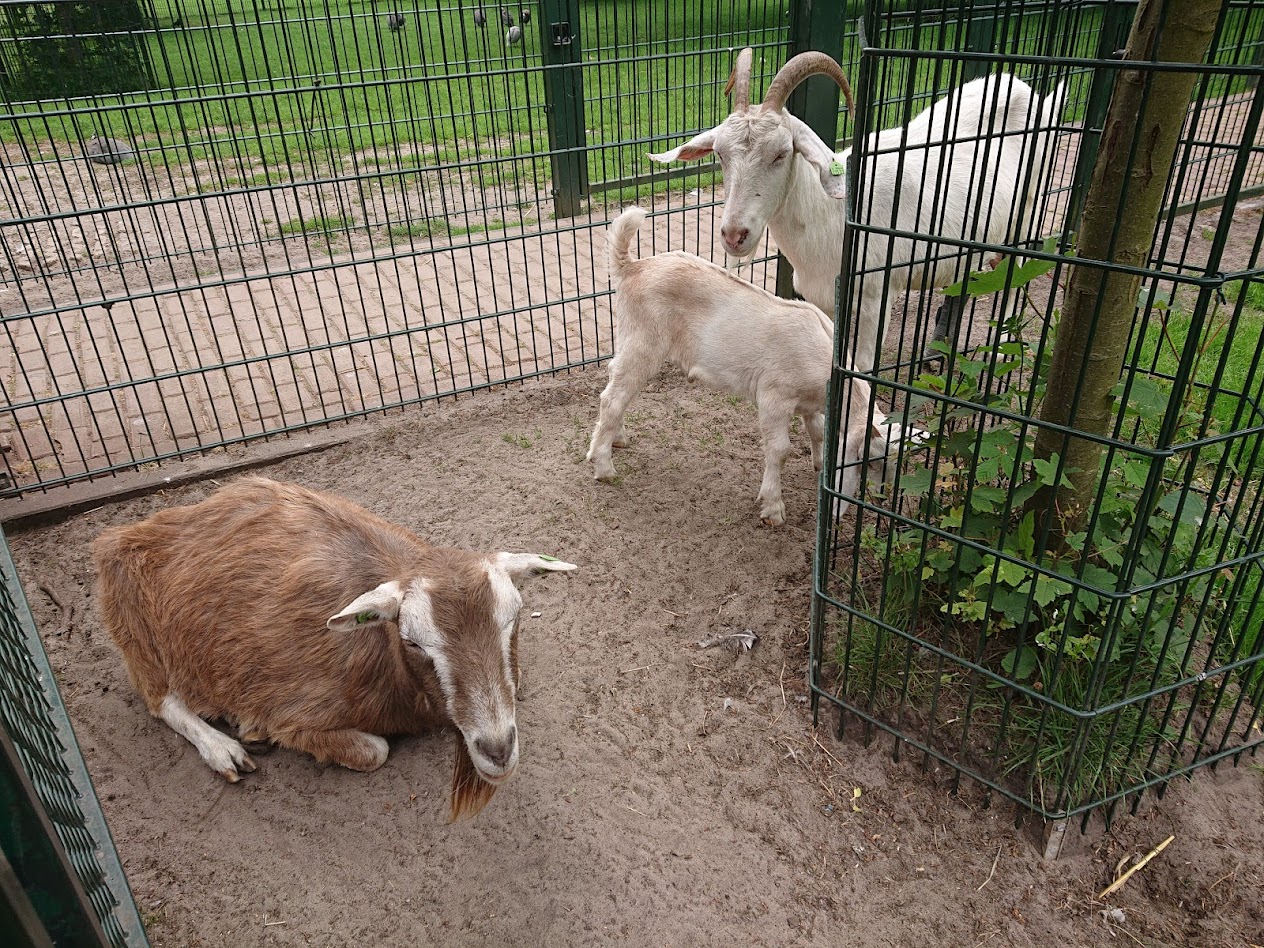 Stadsboerderij de Hout zet in op keurmerk Diervriendelijke Kinderboerderijen