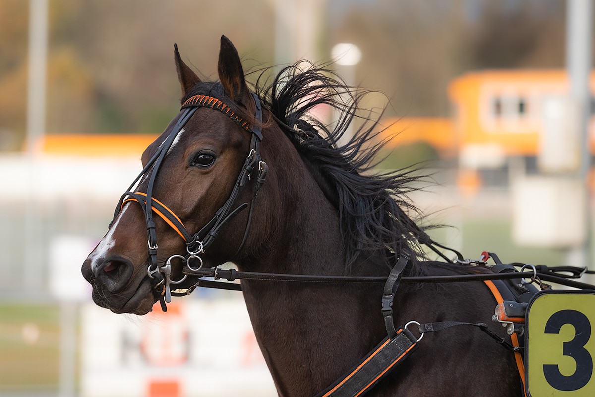 Zondag 10 December laatste koersdag van het jaar: negen Winterraces in de Alkmaar ZEturf Arena