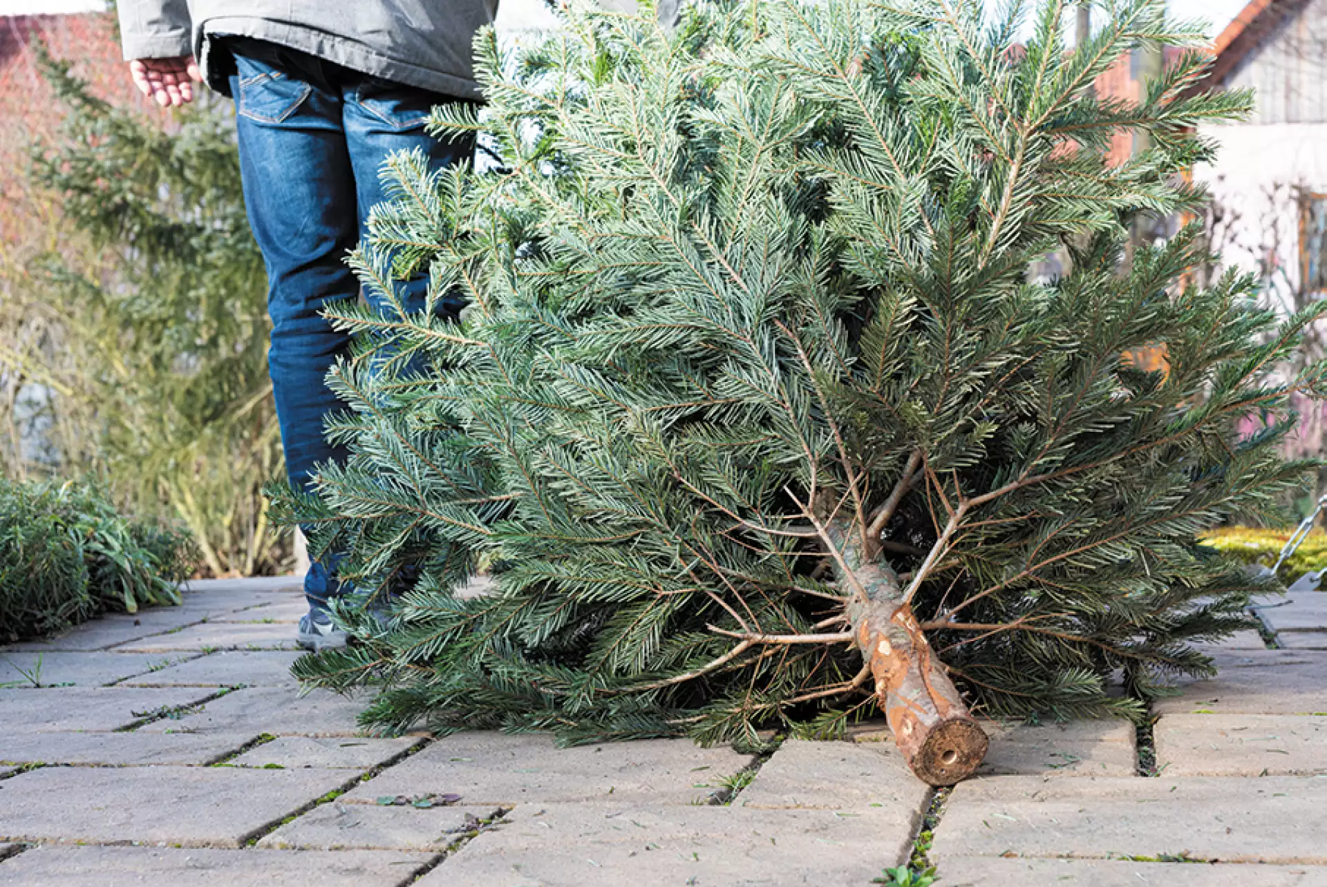 Kerstbomeninzameling 2024: HVC haalt bomen in heel gemeente Alkmaar op vanaf 2 januari