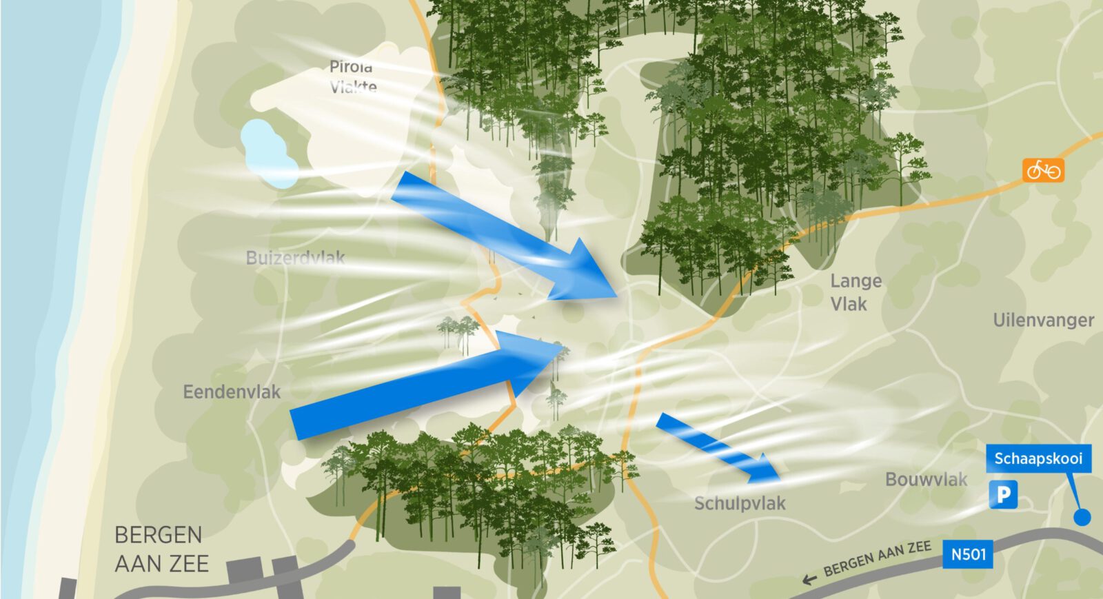 Gekapte bomen in de duinen bij Bergen aan Zee veel hoger dan 13.000