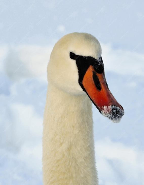 Zwaan blijkt toch niet vastgevroren te zitten