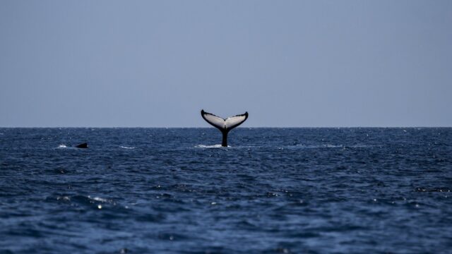 Bultrug gespot voor Castricumse kust