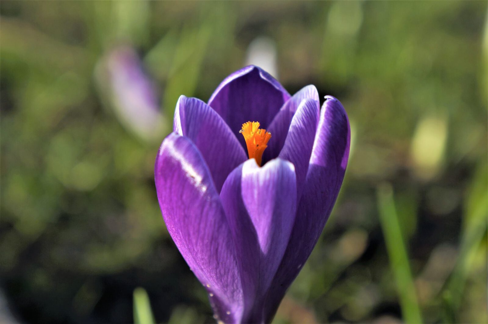 Warmste februari ooit gemeten, record uit 1990 verbroken