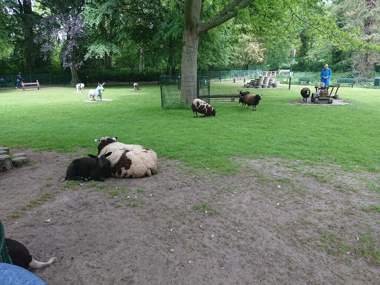 Ruim 8 procent minder schapen. Vooral minder schapen in Noord-Holland en Fryslân