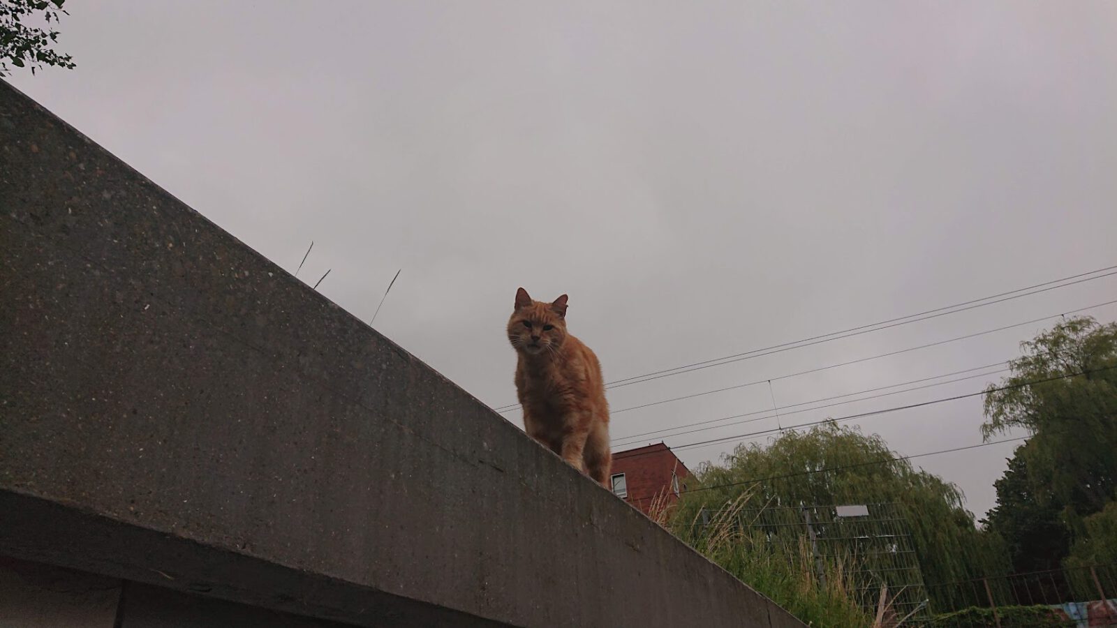 Alkmaarders kunnen AlkmaarPas gebruiken voor dierenartskosten