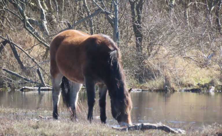 Natuur- en cultuurwandeling Bergen aan Zee