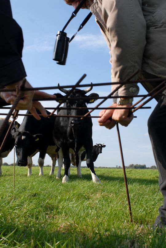 Vrijwilliger worden en weidevogels beschermen