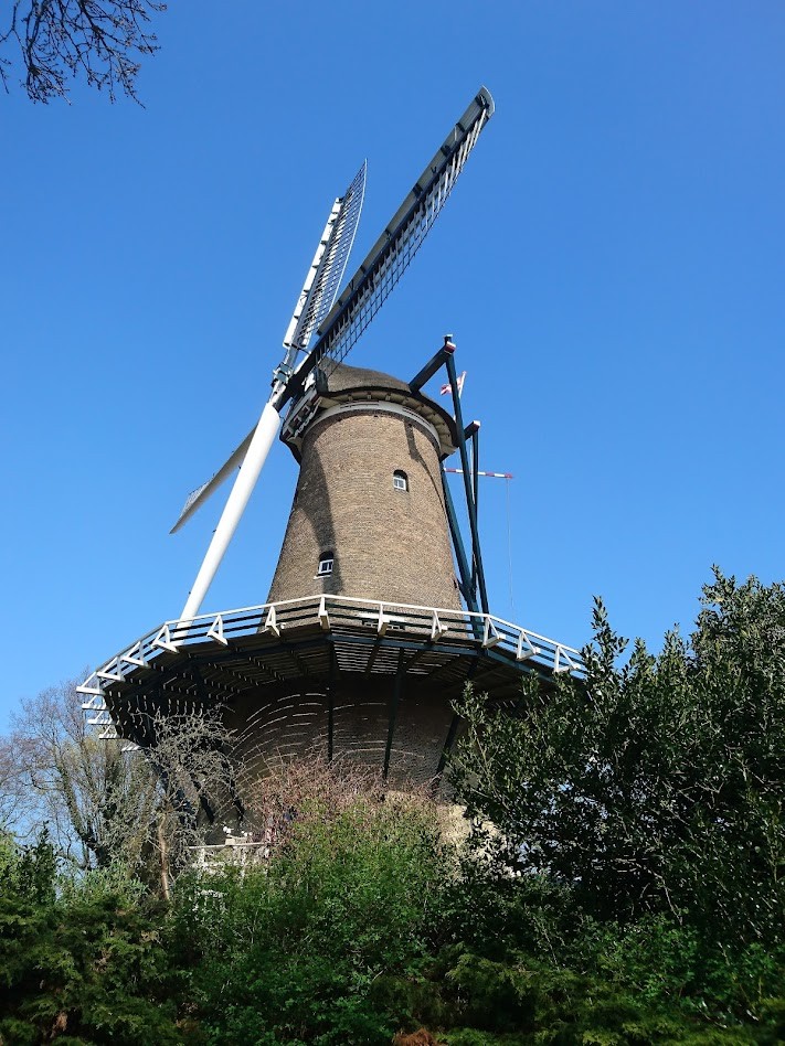 Kap 15 bomen Molen van Piet in Alkmaar nodig, maar ook compensatieplan