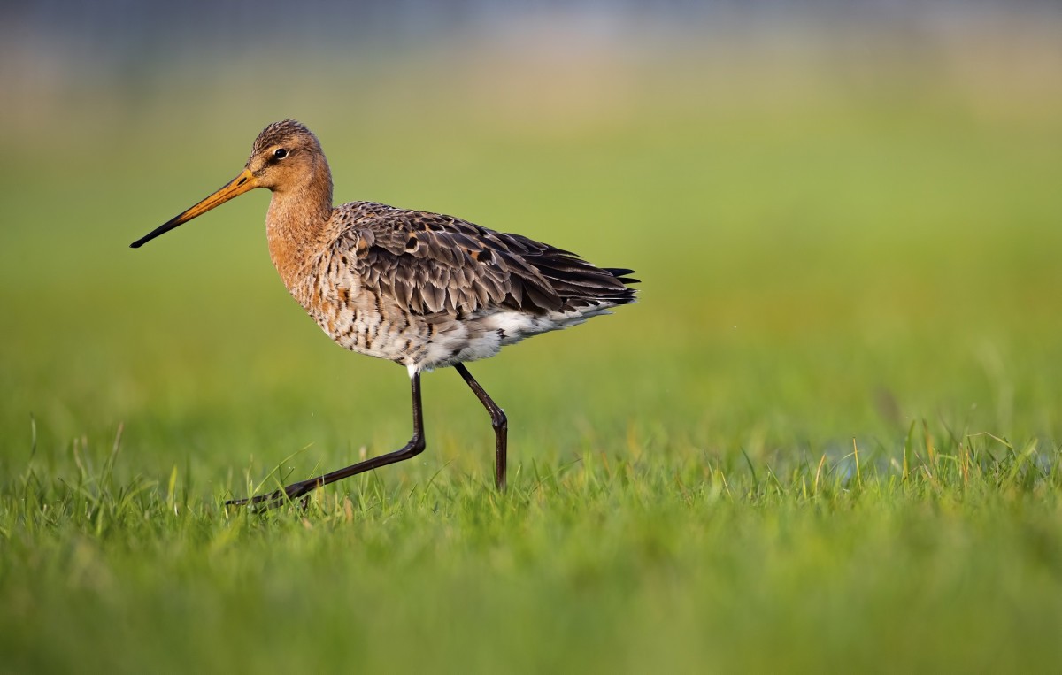 De natuur wordt wakker