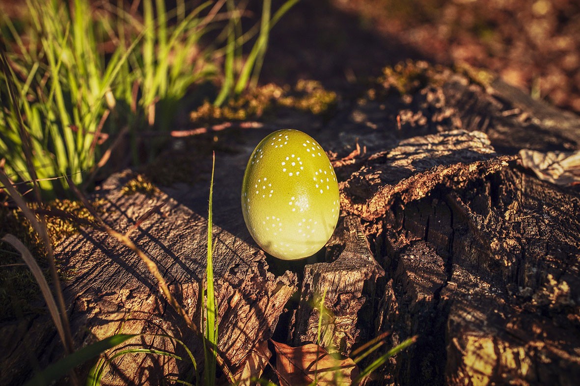 Paaseieren zoeken in de Schoorlse Duinen