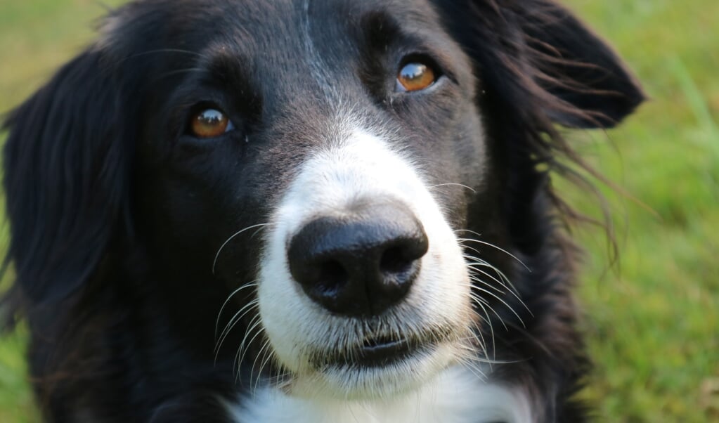 Van 1 april tot 1 oktober moeten de honden in Geestmerambacht weer aan de lijn