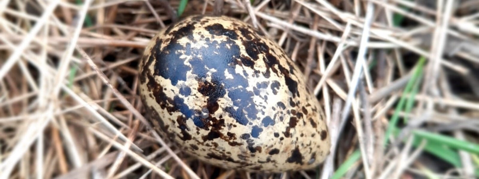 Eerste kievitsei gevonden in Heiloo