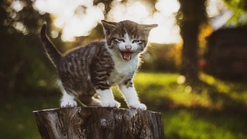 Verrassende statistieken over vermiste katten