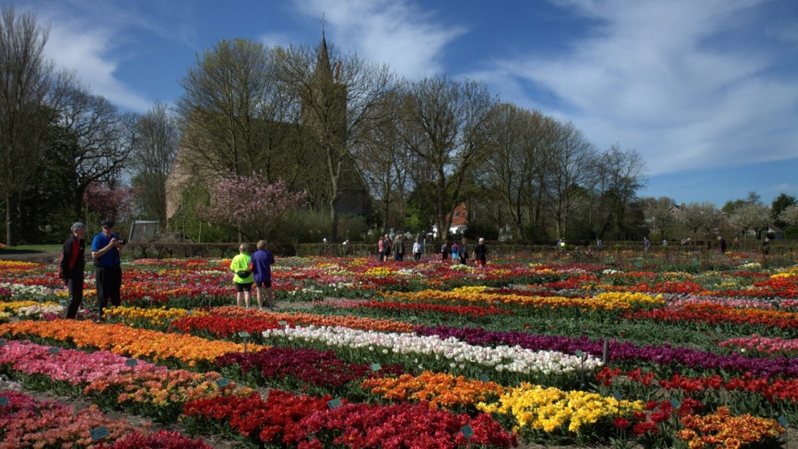 Duizenden bloemen van Hortus Bulborum weer te bewonderen