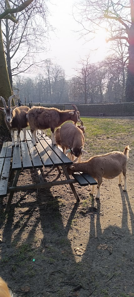 Stadsboerderij de Hout eerste in Nederland met Keurmerk Diervriendelijke Kinderboerderijen