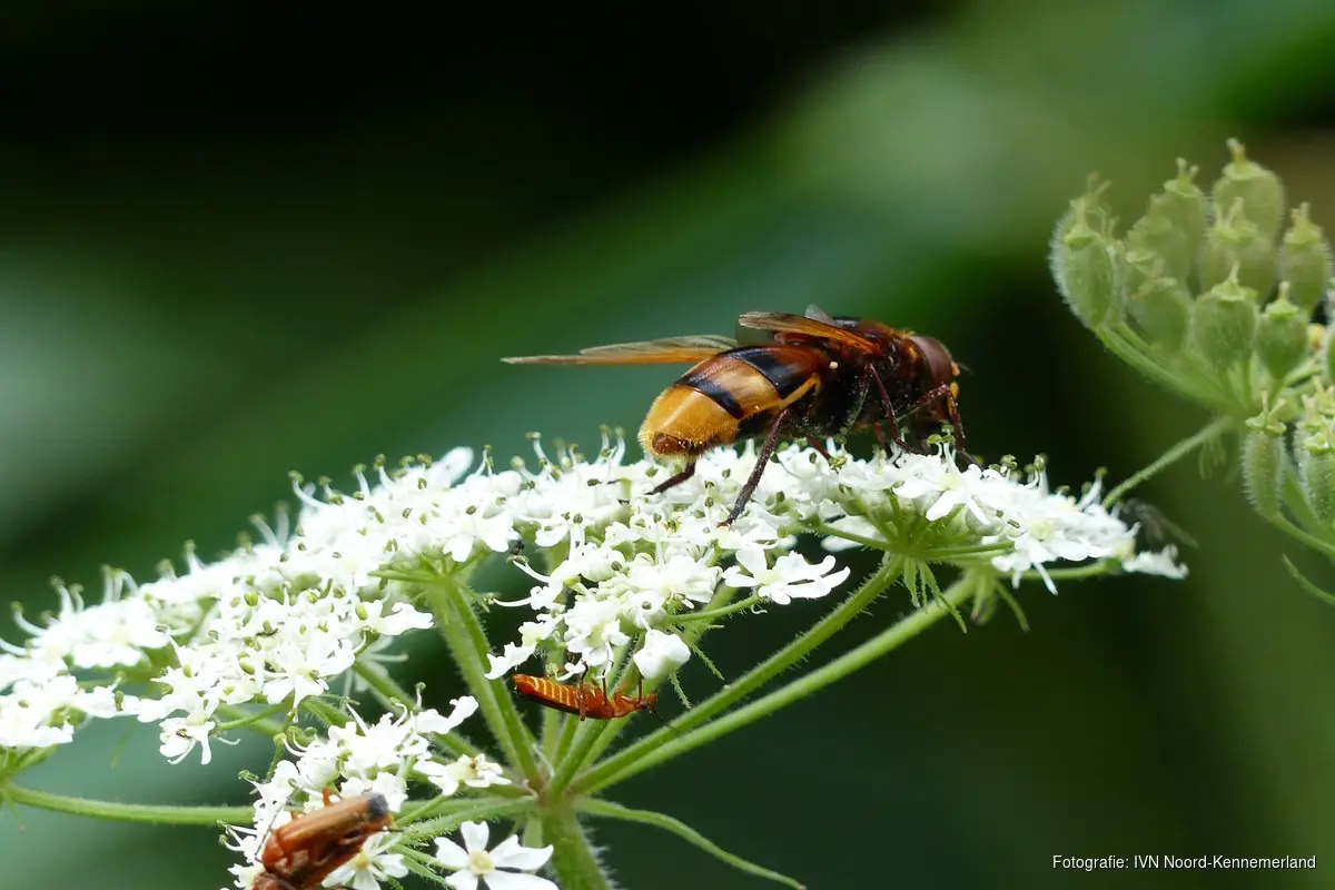 Wandeling mee met 2 IVN gidsen door het Geestmerambacht