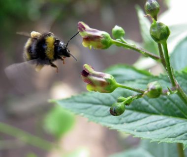 Voorjaarswandeling in de duinen bij de Schaapskooi Bergen op zondag 12 mei