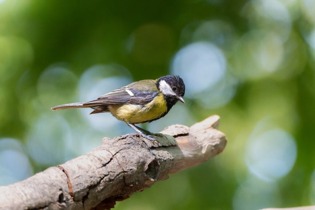 Toename broedvogels moeras en zoetwater, afname boerenlandvogels