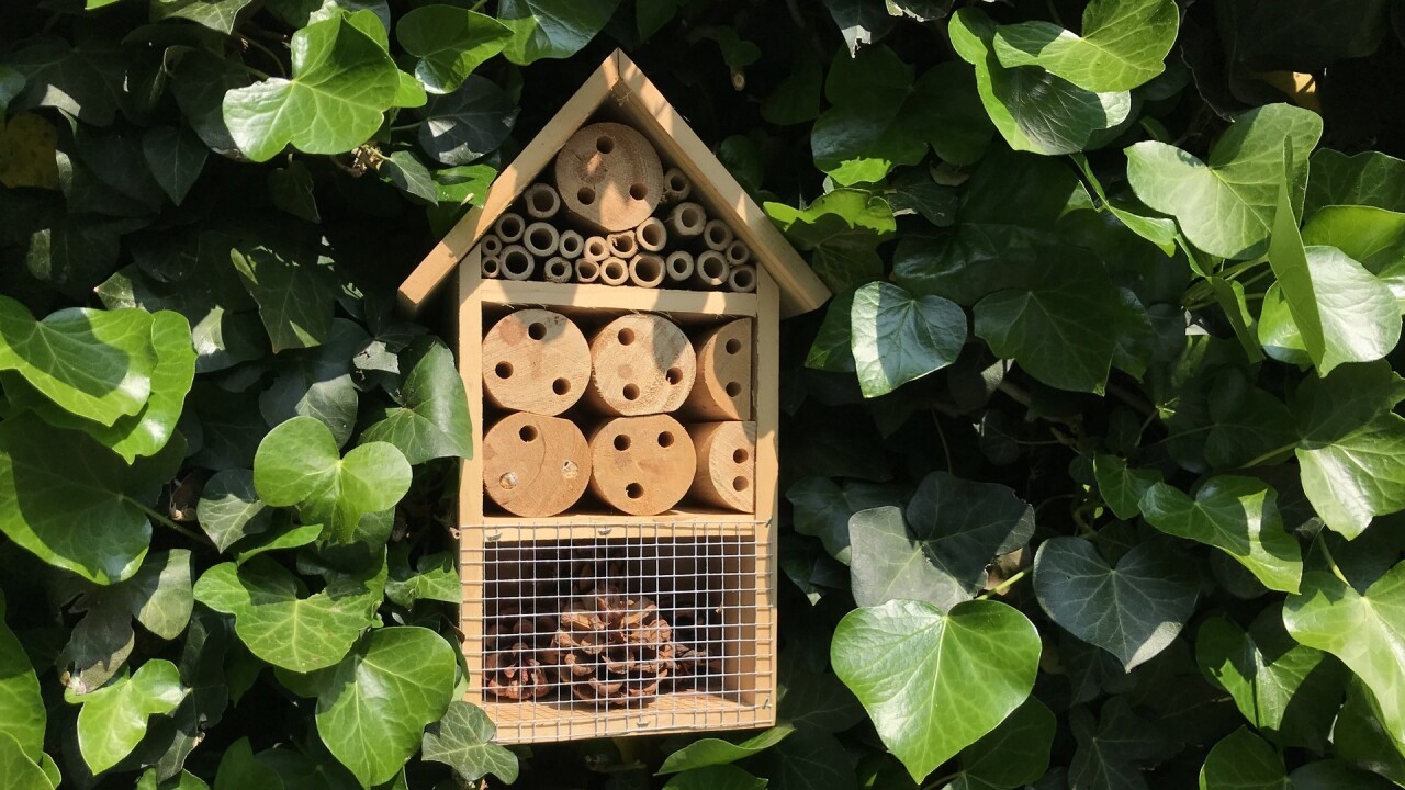 Hoe bouw je een insectenhotel? (VIDEO)