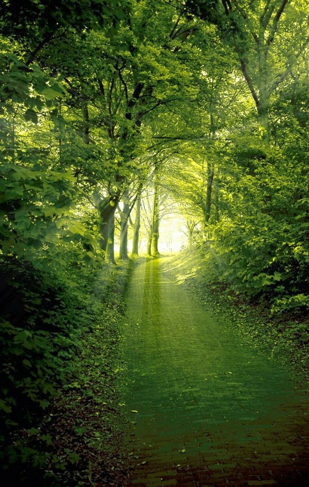 Natuurwandelingin het Heilooërbos