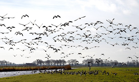 Toename uitkeringen voor faunaschade