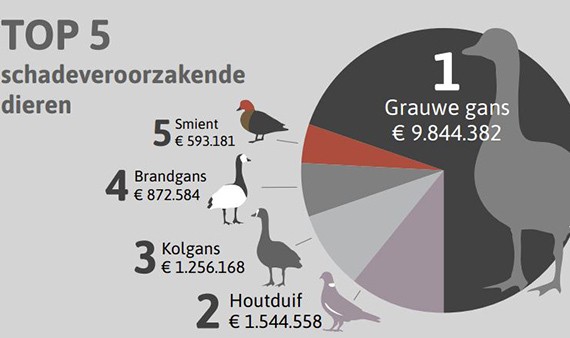 Toename uitkeringen voor faunaschade