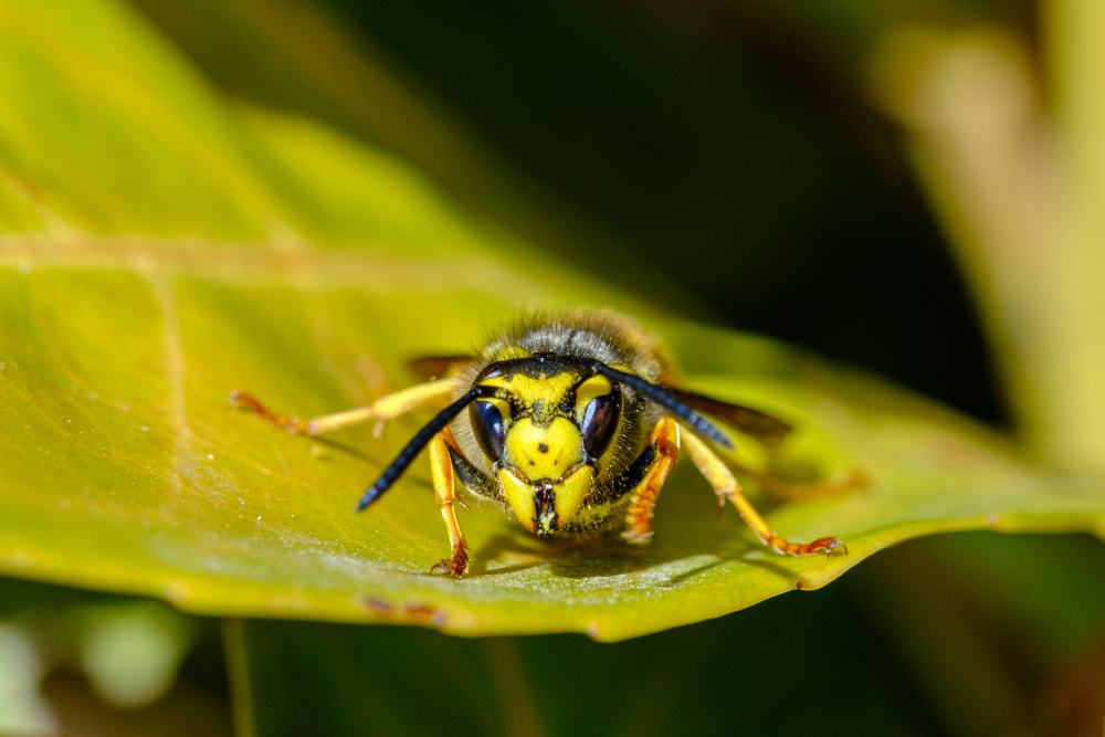 Limonadewesp op 1 in de nationale wespentelling