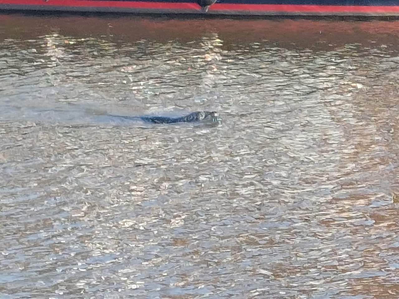 Zeehond in de sluis van Broek Op Langedijk