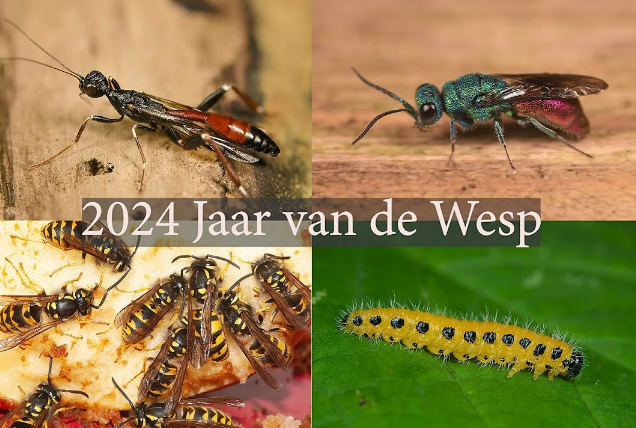 2024 uitgeroepen tot Het Jaar van de Wesp!