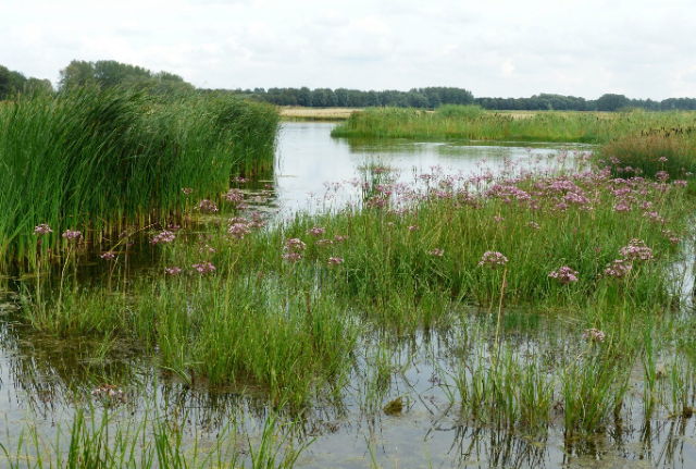 IVN wandeling Geestmerambacht