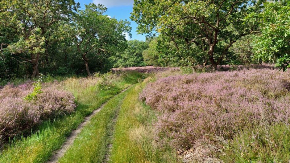 Wandelen over de bloeiende heide