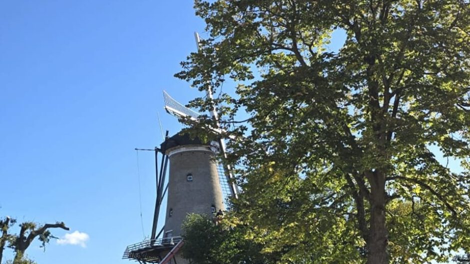 Boomkap en herinrichting omgeving Molen van Piet in Alkmaar