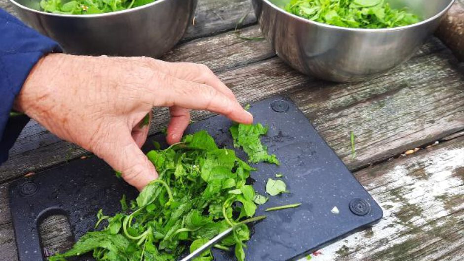 Duik drie maanden in de wereld van eetbare wilde planten