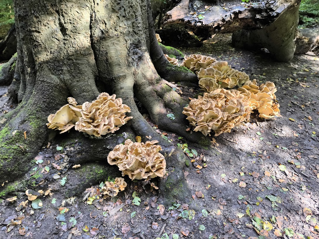 Herfstwandelingen rond de Duinheide