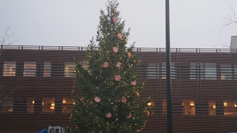 Ontsteken van de kaaskerstboom in Alkmaar