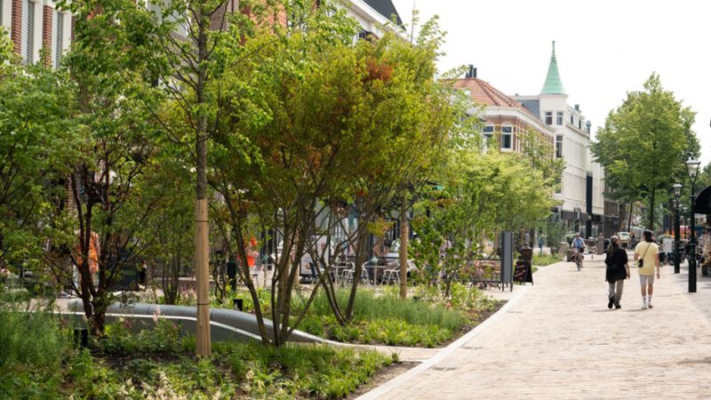 Verplanten twee meerstammige bomen op de Laat