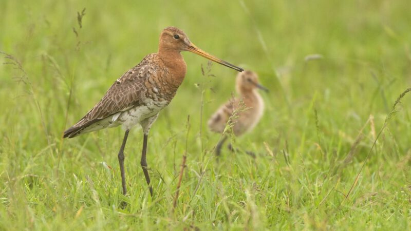 Weidevogelbroedseizoen 2024 geeft turbulent beeld door regen en roofdieren