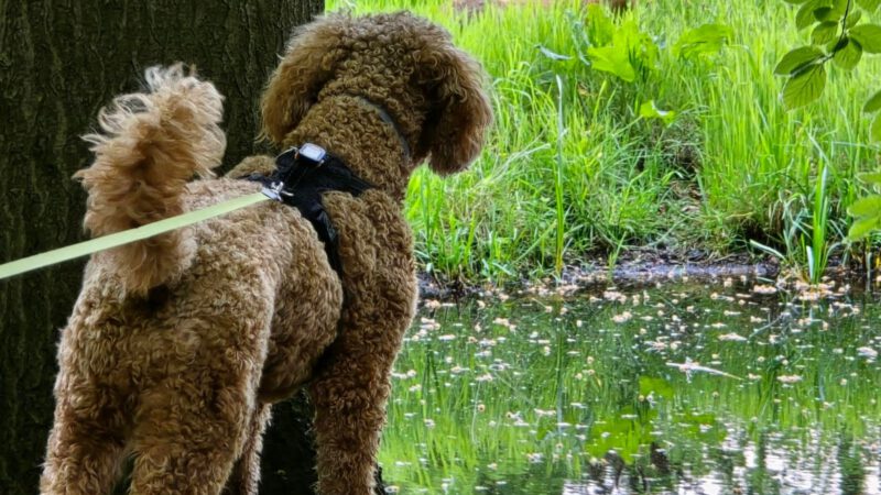 Geef jonge dieren een kans en houd je hond dichtbij